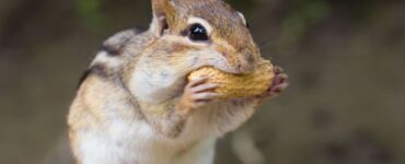 What Do Chipmunks Like to Eat