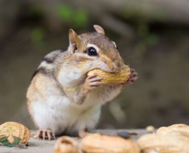 What Do Chipmunks Like to Eat