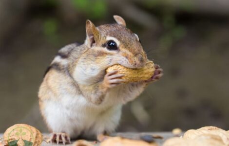 What Do Chipmunks Like to Eat