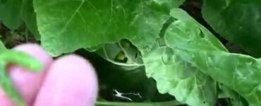 What Is Making Holes in My Brussel Sprout Leaves