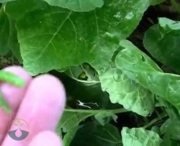 What Is Making Holes in My Brussel Sprout Leaves