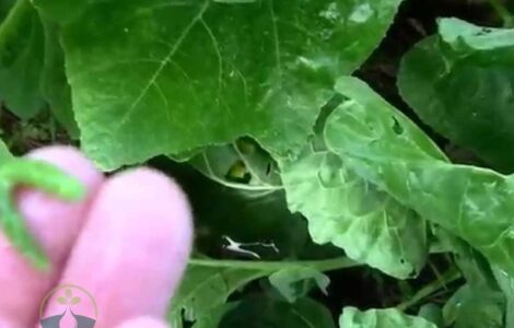 What Is Making Holes in My Brussel Sprout Leaves