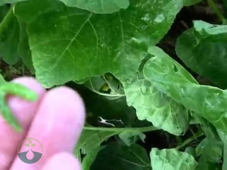 What Is Making Holes in My Brussel Sprout Leaves