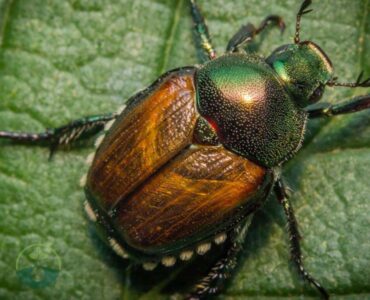 What Pest Granules Kill Japanese Beetles