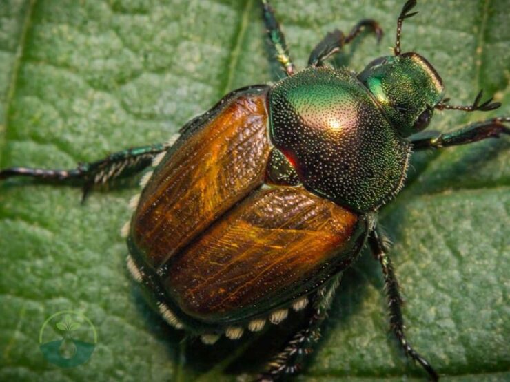 What Pest Granules Kill Japanese Beetles