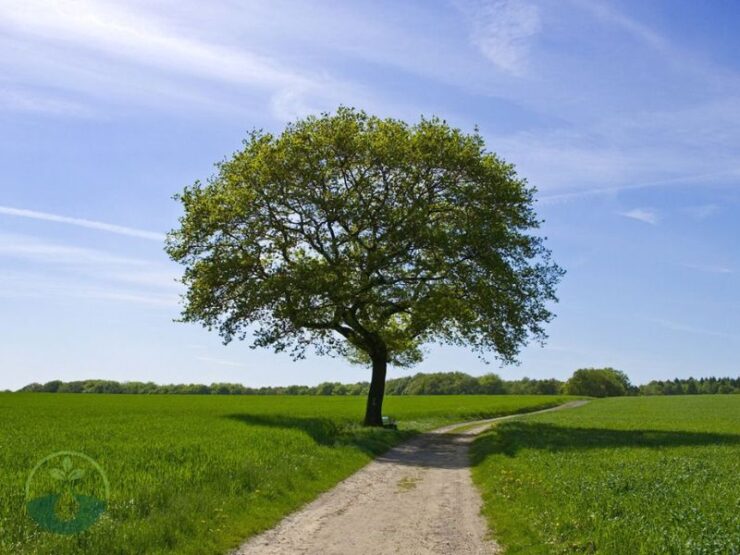 When Are Trees at There Fullest in Summer