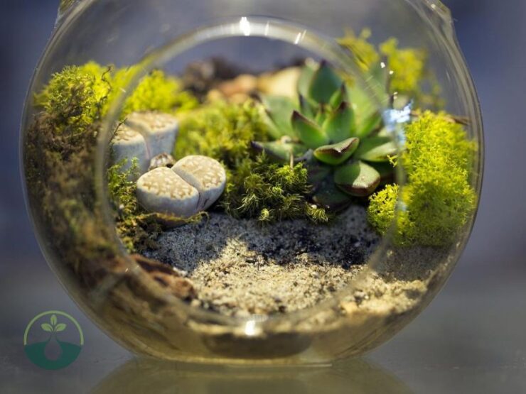 Why Do You Put Moss Under Soil in a Terrarium