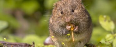 Wire Mesh to Keep Voles Out