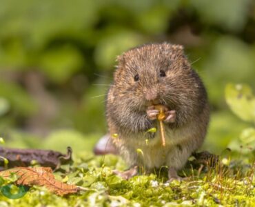 Wire Mesh to Keep Voles Out