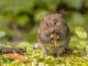 Wire Mesh to Keep Voles Out