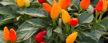 Can You Eat Ornamental Peppers