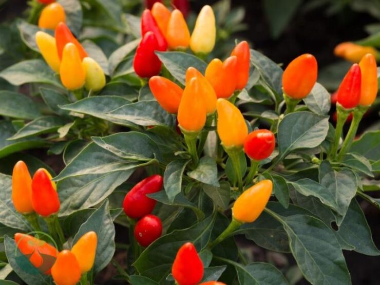 Can You Eat Ornamental Peppers