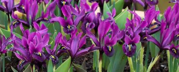 Can You Plant Iris Bulbs in the Spring