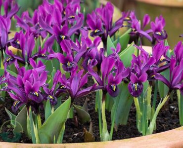 Can You Plant Iris Bulbs in the Spring