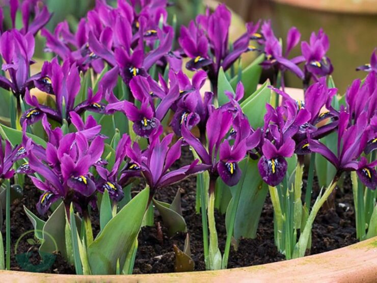 Can You Plant Iris Bulbs in the Spring