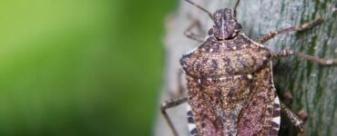 Dangerous Bugs That Look Like Stink Bugs