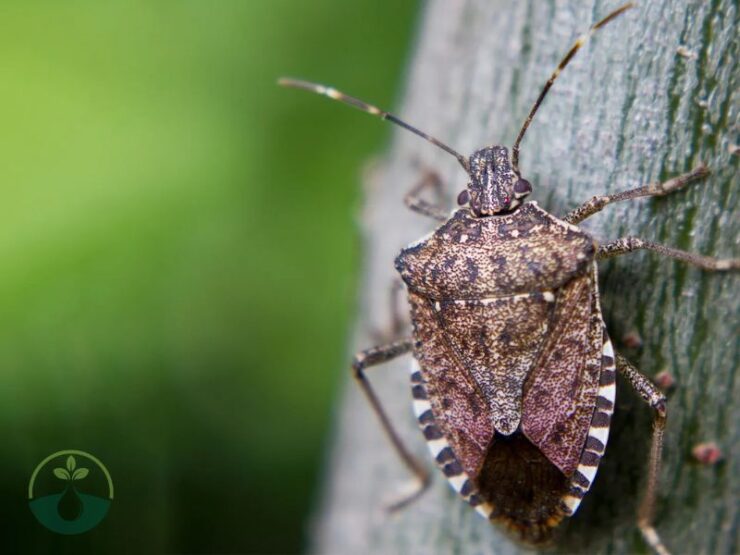 Dangerous Bugs That Look Like Stink Bugs