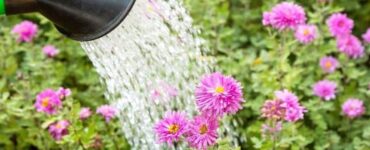 How Often to Water Mums