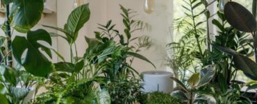 Grow Lights for Indoor Plants