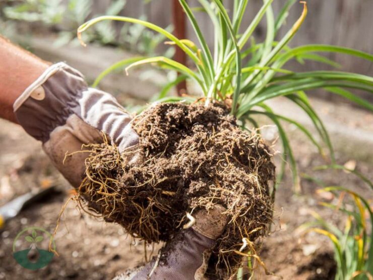 Healthy Daylily Roots With Broken Shoot