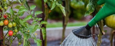 How Often to Water Tomatoes