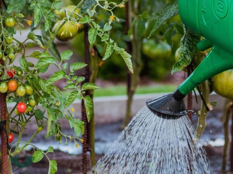 How Often to Water Tomatoes