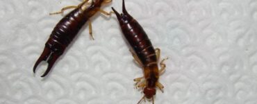 How to Get Rid of Earwigs in Your House Fast