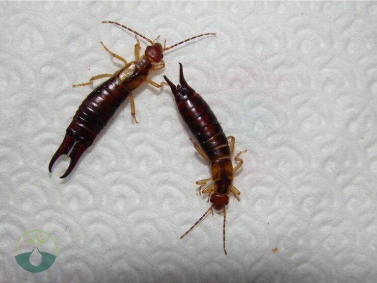 How to Get Rid of Earwigs in Your House Fast