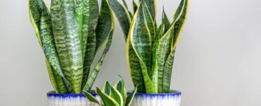 Propagate Snake Plant