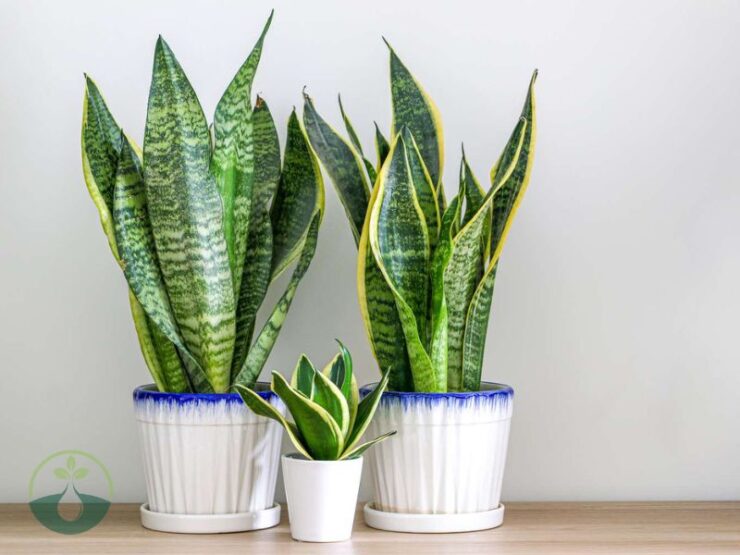 Propagate Snake Plant