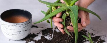 How to Repot an Aloe Vera Plant