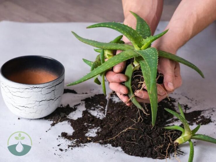 How to Repot an Aloe Vera Plant