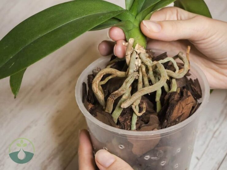 How to Repot an Orchid