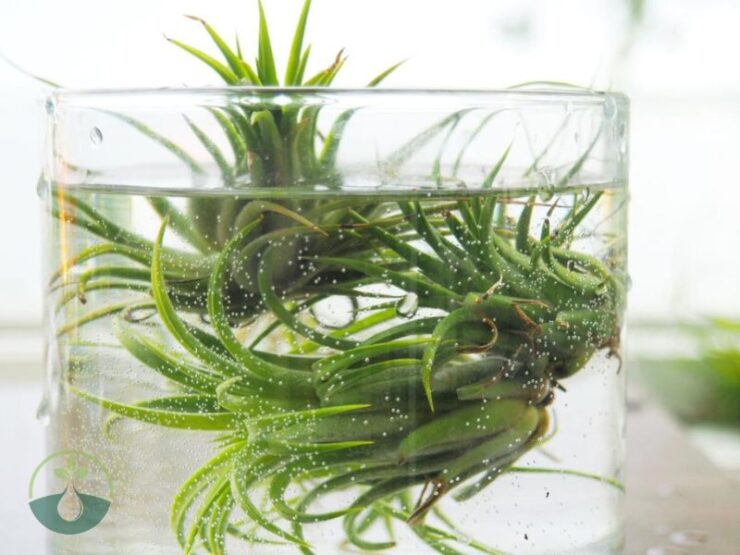 How to Water Air Plants