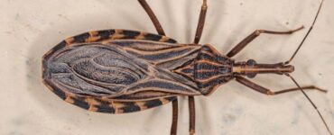 Kissing Bug vs Stink Bug