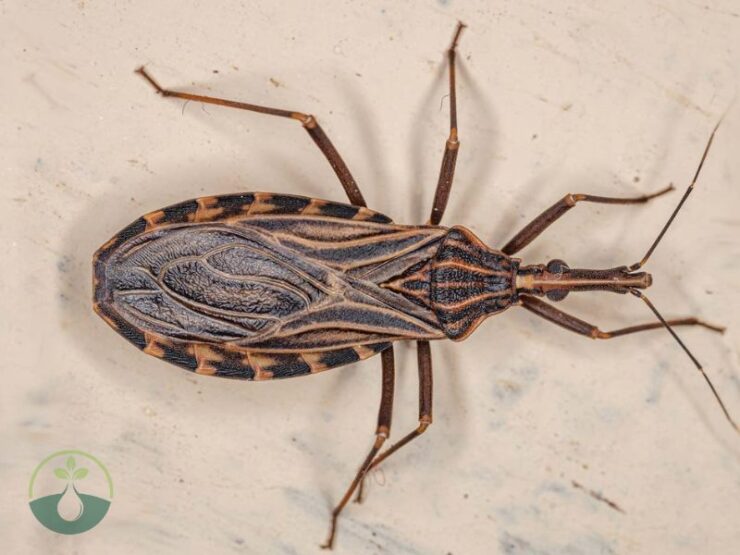 Kissing Bug vs Stink Bug