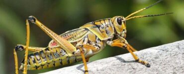 Natural Ways to get Rid of Locust in Your Yard