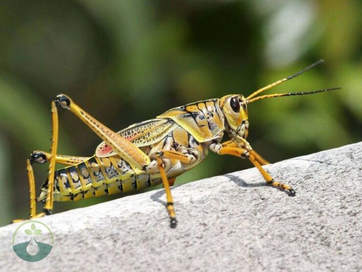 Natural Ways to get Rid of Locust in Your Yard