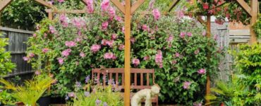 Pet Friendly Outdoor Climbing Plants