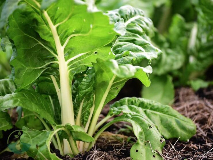 Swiss Chard -How Long Does It Last Planted