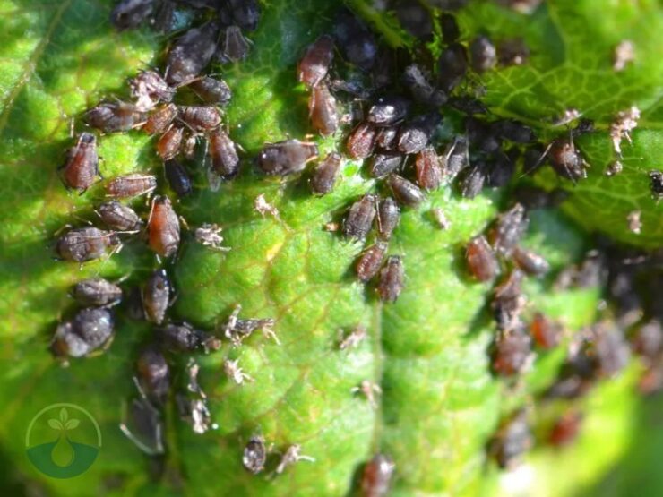 Tiny Black Bugs Look like Poppy Seeds