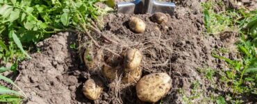 What Digs up Potato Roots in Yard in Texas