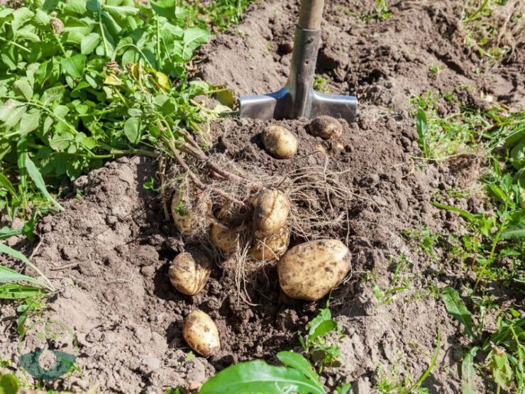 What Digs up Potato Roots in Yard in Texas