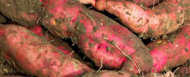 When to Harvest Sweet Potatoes