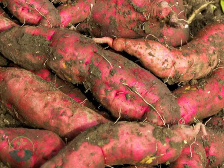 When to Harvest Sweet Potatoes