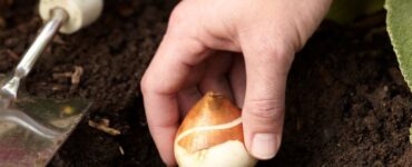 When to Plant Tulip Bulbs