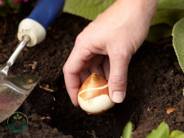 When to Plant Tulip Bulbs