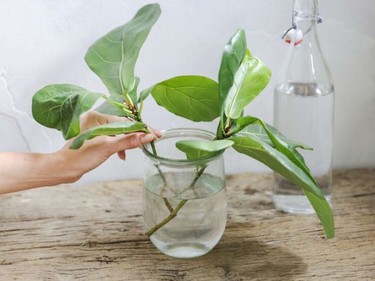 How to Propagate Fiddle Leaf Fig