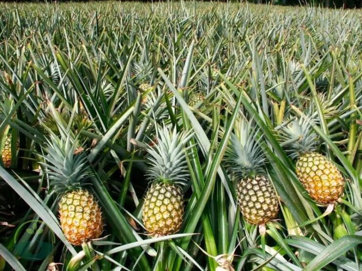 Do Pineapples Grow on Trees