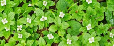 Full Sun Ground Cover Plants